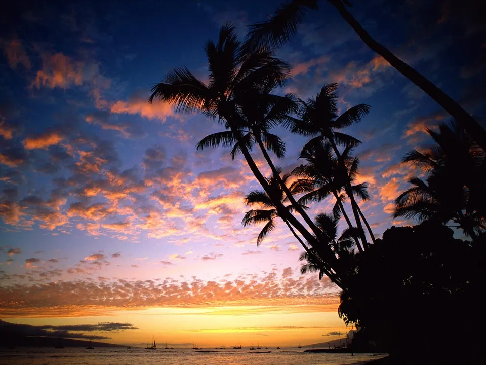 Palm trees silhouetted against a colorful sunset sky with orange, pink, and blue hues.
