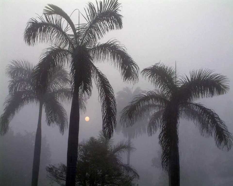 Silhouetted palm trees emerge from thick fog with the sun faintly visible.