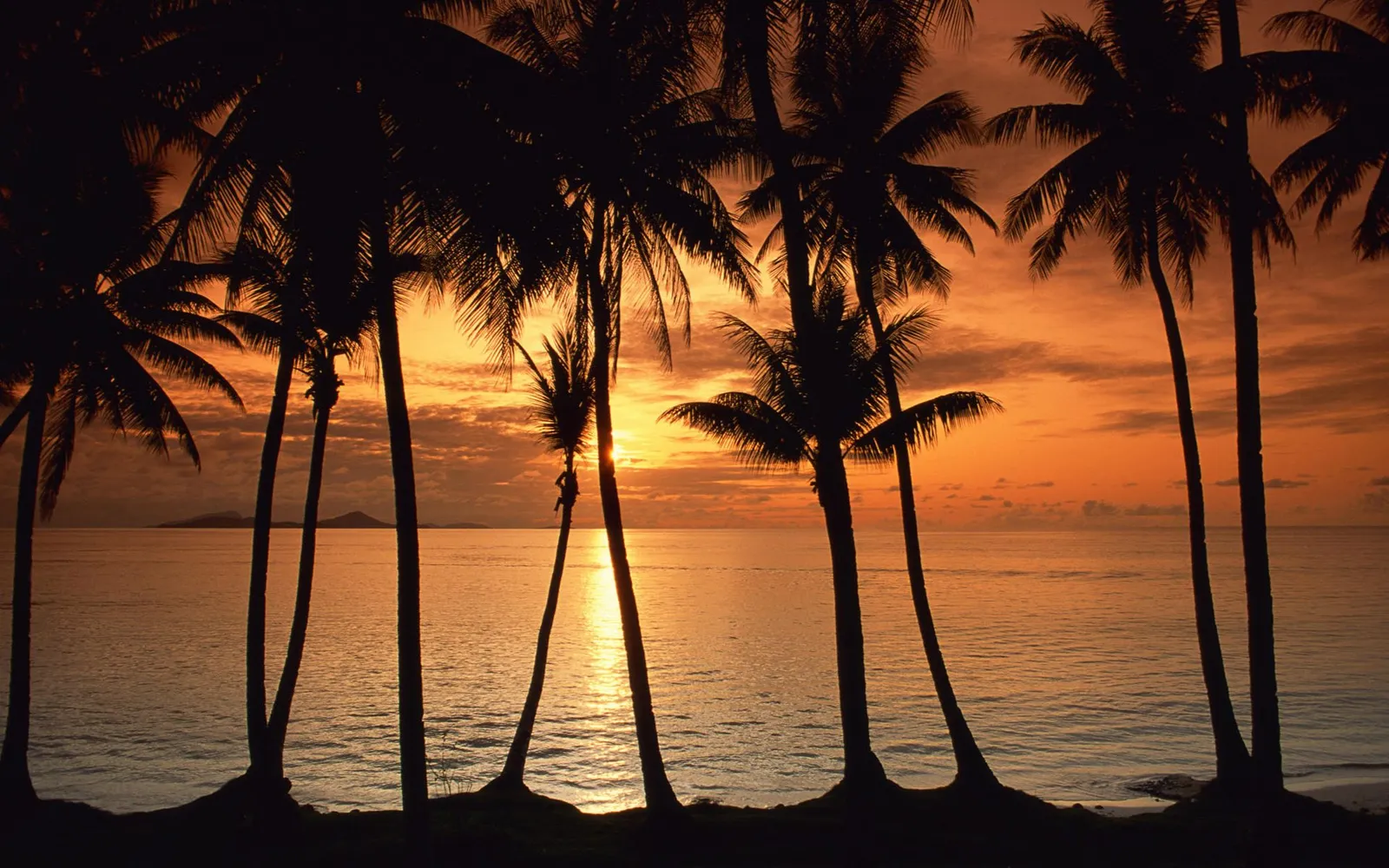 Silhouetted palm trees frame a fiery orange sunset sky with scattered clouds over the ocean.