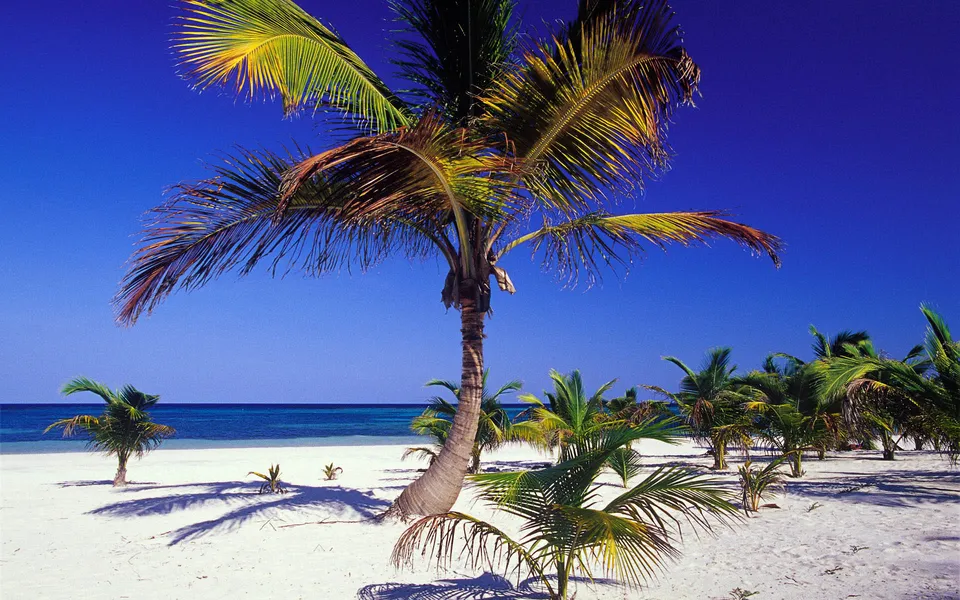 A vibrant tropical beach scene with palm trees, white sand, and a clear blue ocean under a bright blue sky.