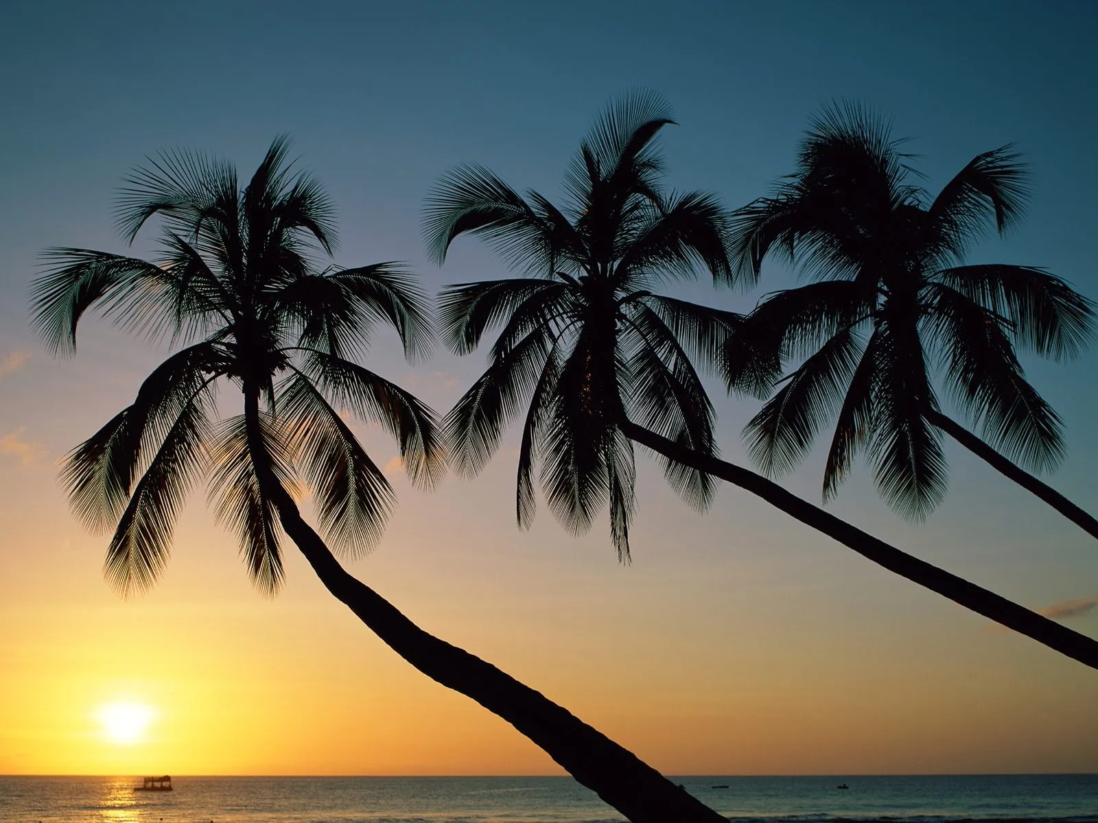 Silhouetted palm trees stand against a vibrant orange and yellow sunset over the ocean.