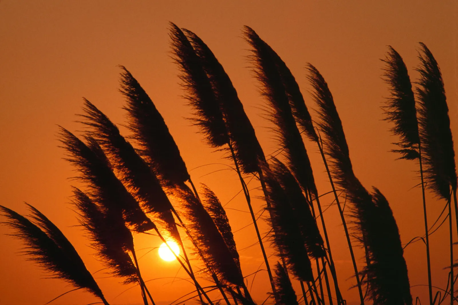 Silhouetted pampas grass plumes sway in the wind against a vibrant orange sunset sky.