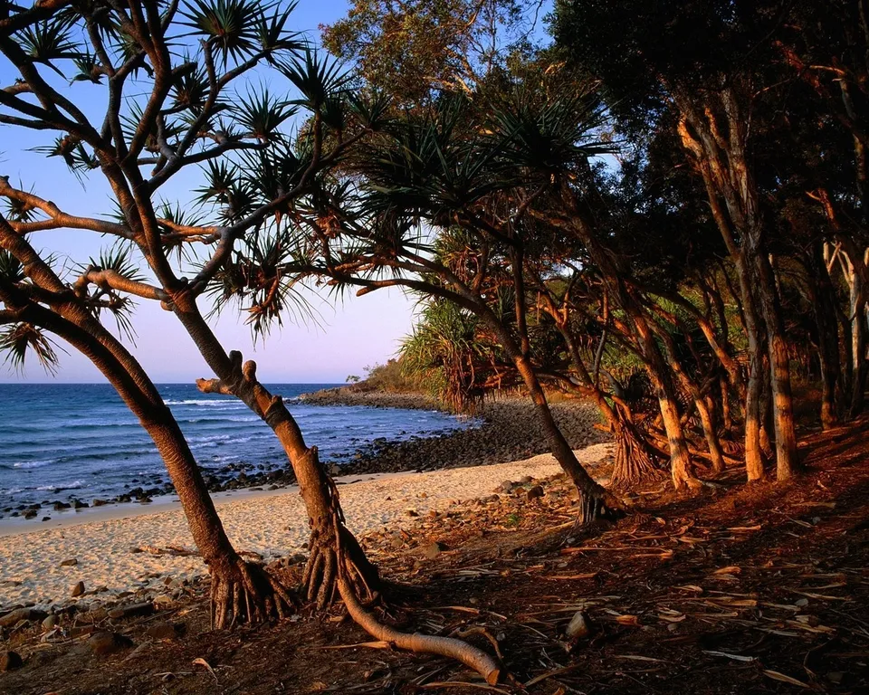 Pandanus trees with exposed roots line a sandy beach next to the ocean.