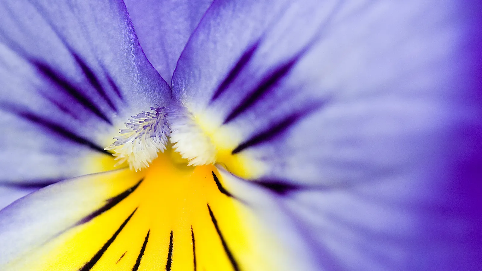 Extreme close-up of a purple and yellow pansy flower, showing intricate details of its petals and center.