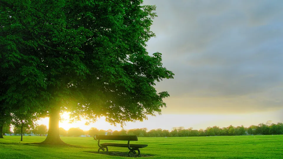 A park bench sits beneath a large, leafy green tree, with the sun shining through its branches onto a grassy field.
