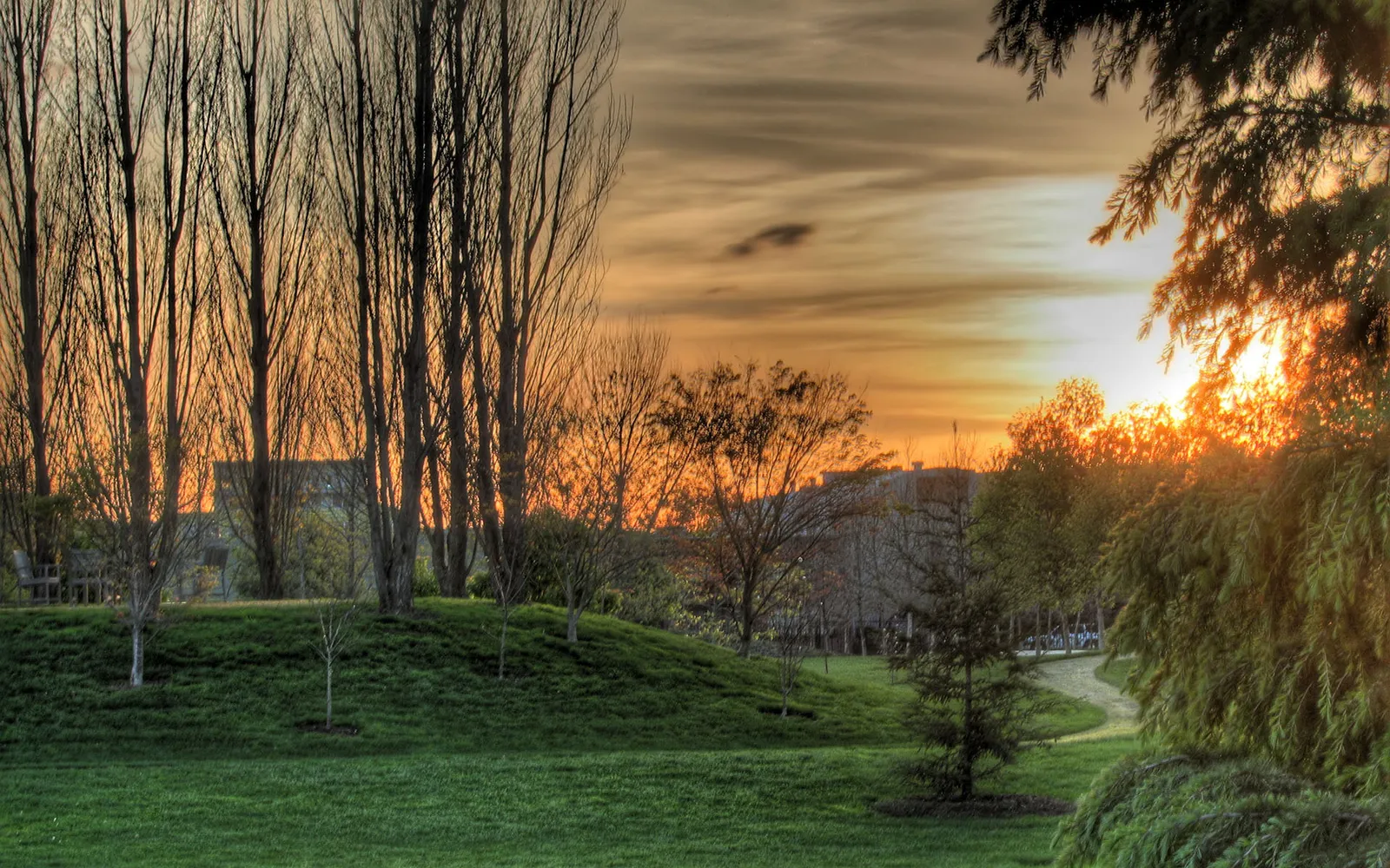 A park scene at sunset with tall trees silhouetted against a golden sky and a grassy hill.
