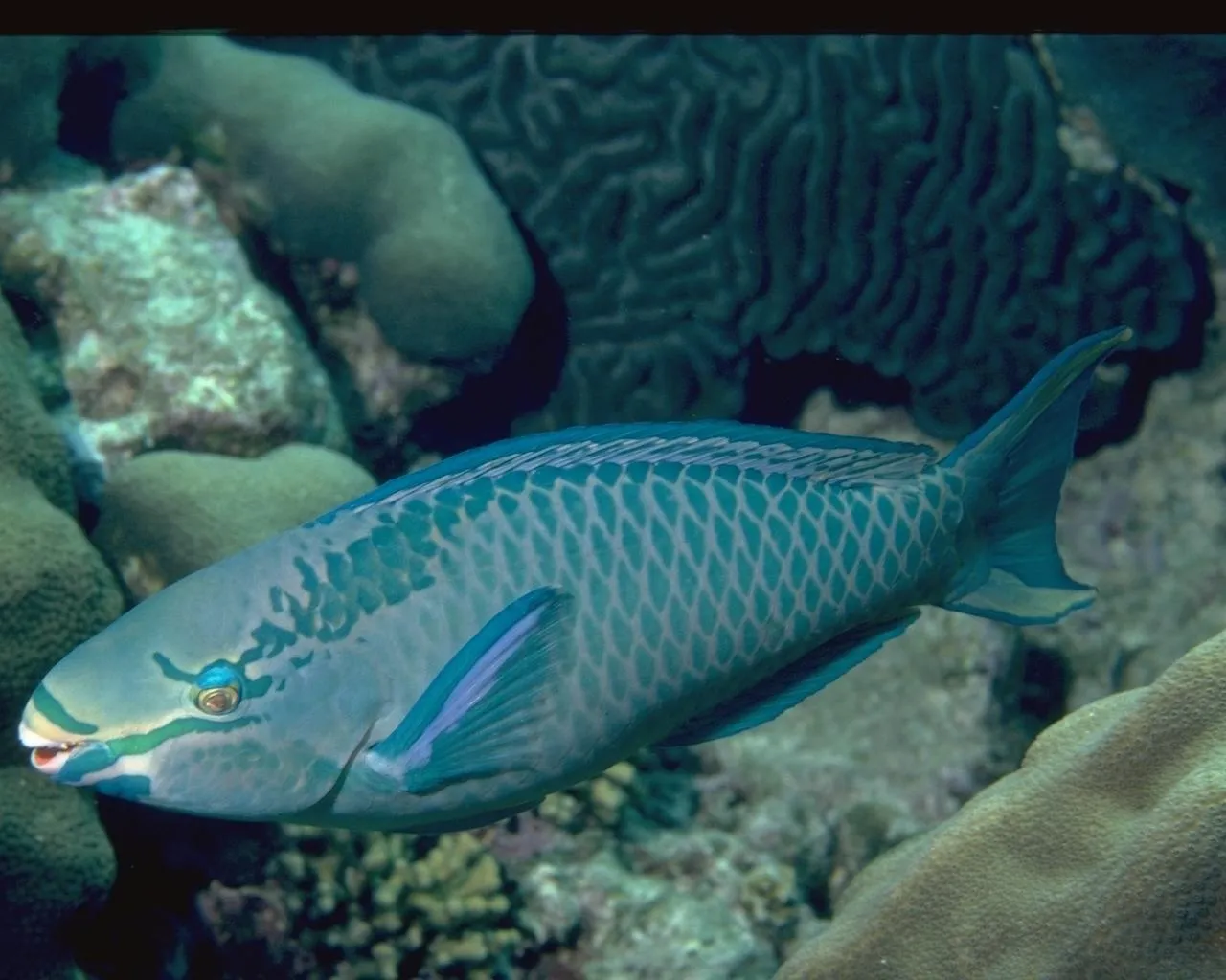 A colorful parrotfish with blue and green scales swims in clear blue water near a coral reef.