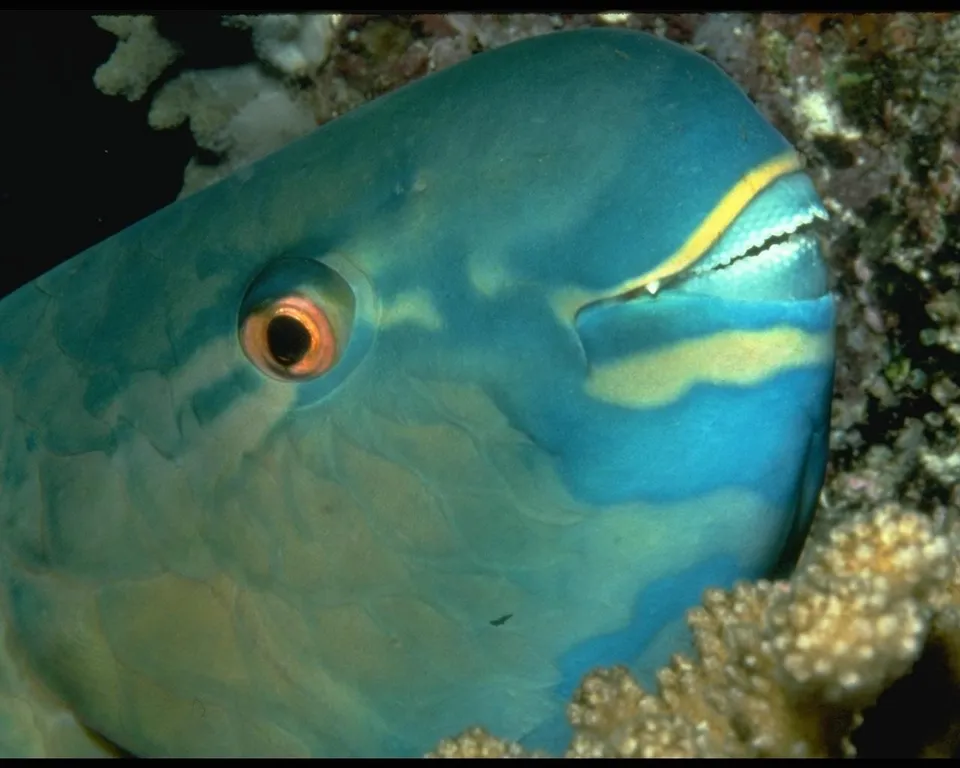 Close-up of a colorful parrotfish with bright blue and yellow stripes, showing its distinctive beak and eye.