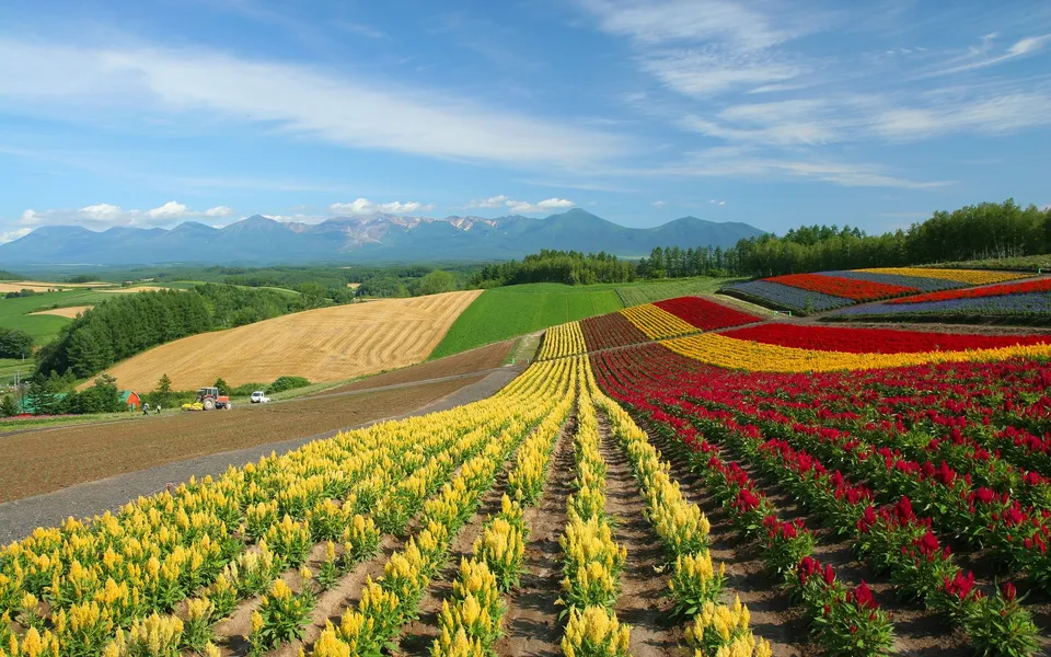 Vibrant fields of yellow, red, and blue flowers form a patchwork landscape with distant mountains under a clear sky.