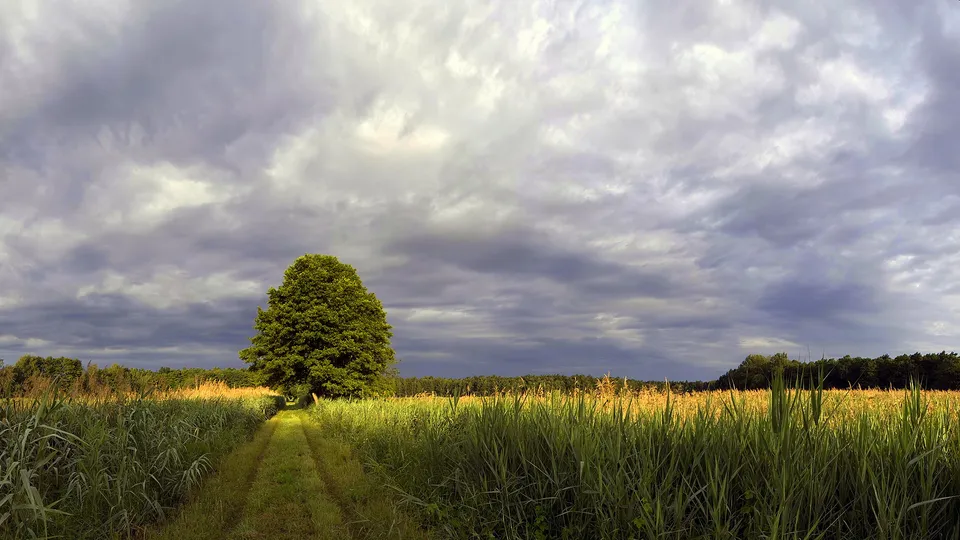 A dirt path leads through tall green grass towards a lone tree under a cloudy sky.