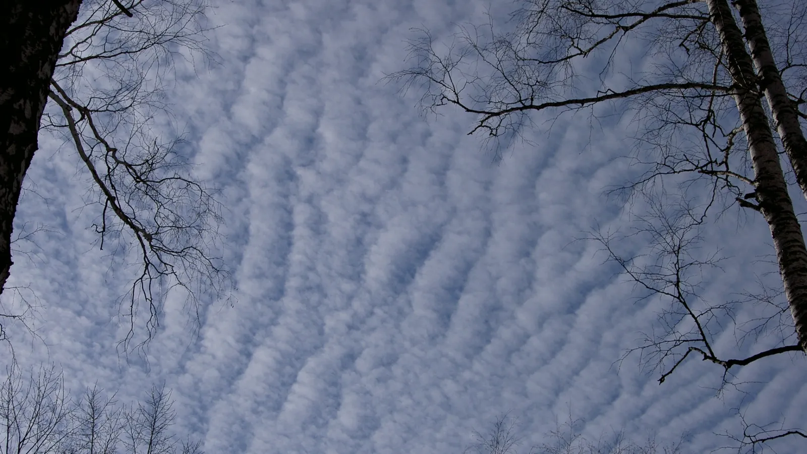 A sky filled with rippling altocumulus clouds, framed by the bare branches of trees.