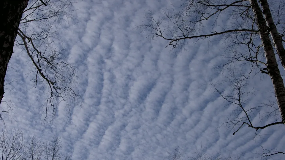 A sky filled with rippling altocumulus clouds, framed by the bare branches of trees.