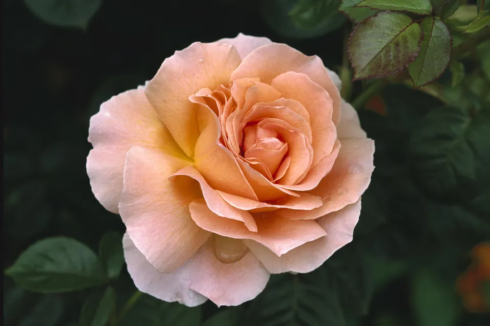 A close-up of a delicate peach-colored rose with water droplets on its petals, set against a dark green background.