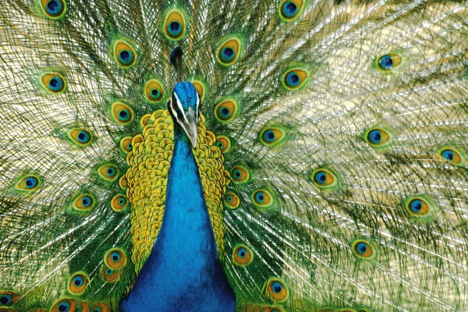A male peacock fans out its vibrant green and blue tail feathers, revealing numerous eye-like patterns.