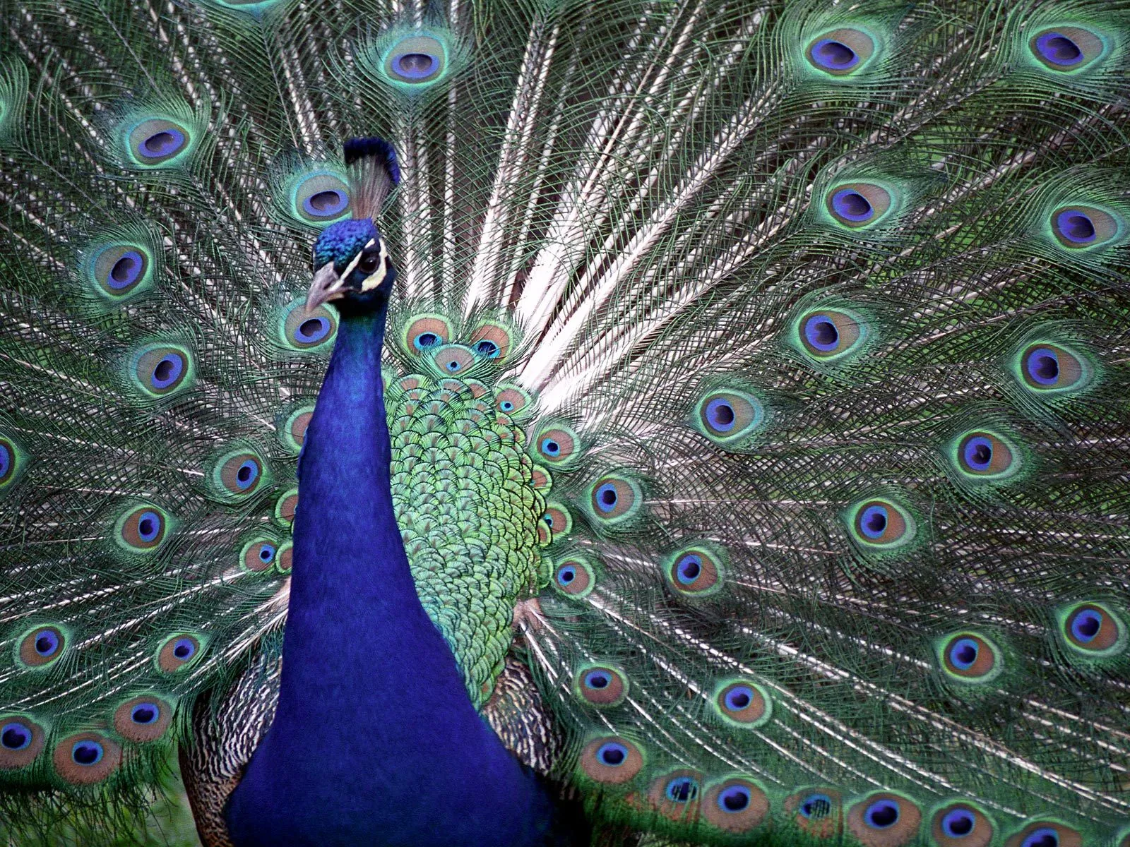 A male peacock with its tail feathers fanned out, showcasing its iridescent eye spots.