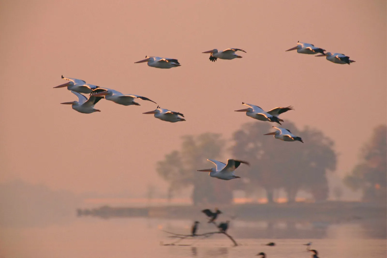 A flock of white pelicans flies in formation over a misty body of water at sunrise.