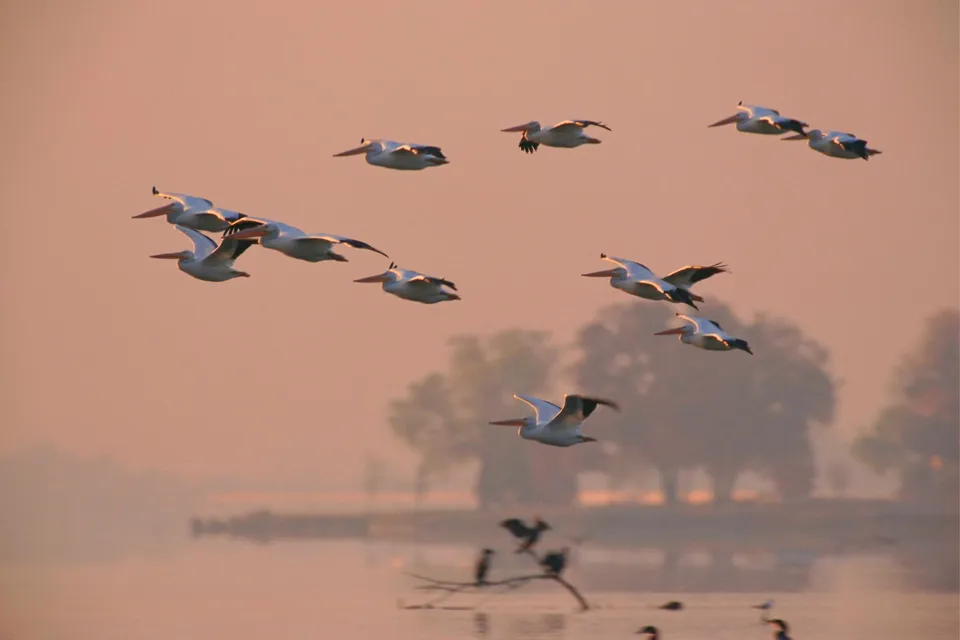 A flock of white pelicans flies in formation over a misty body of water at sunrise.