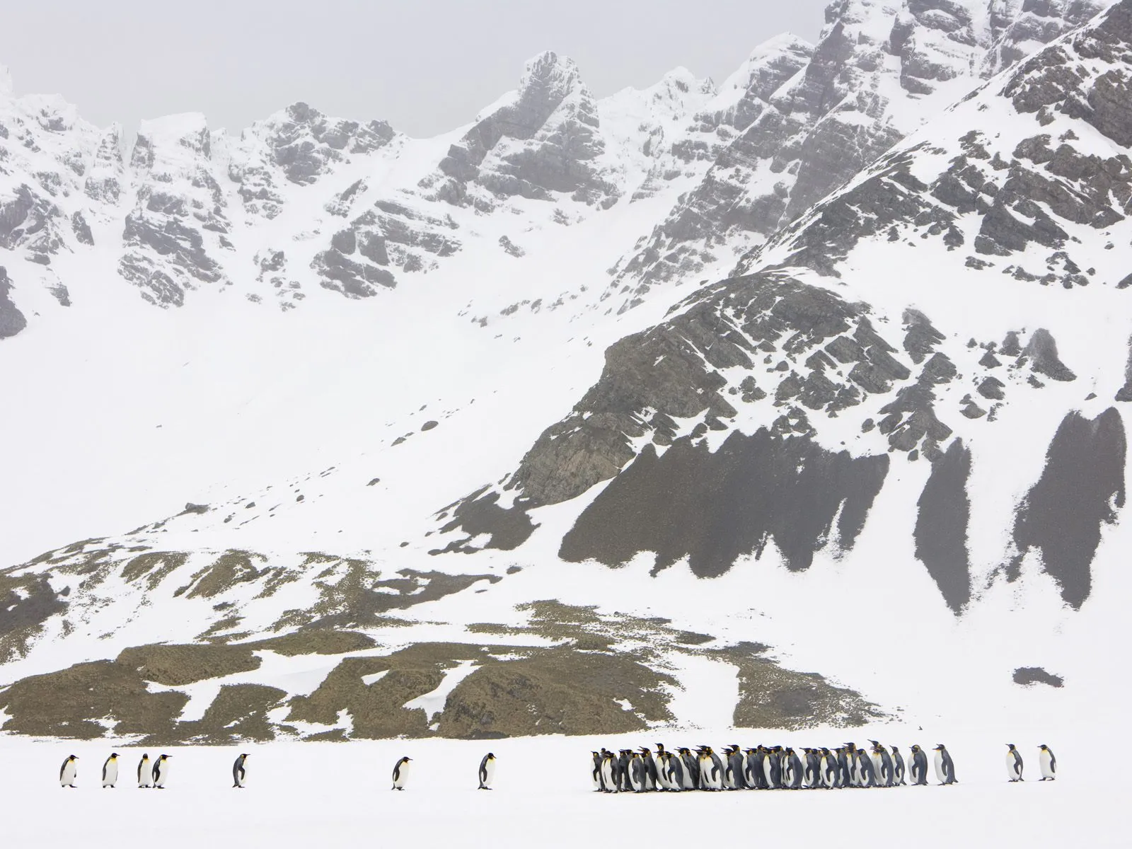 A large colony of penguins stands on a vast, snow-covered plain with dramatic, rocky mountains in the background.