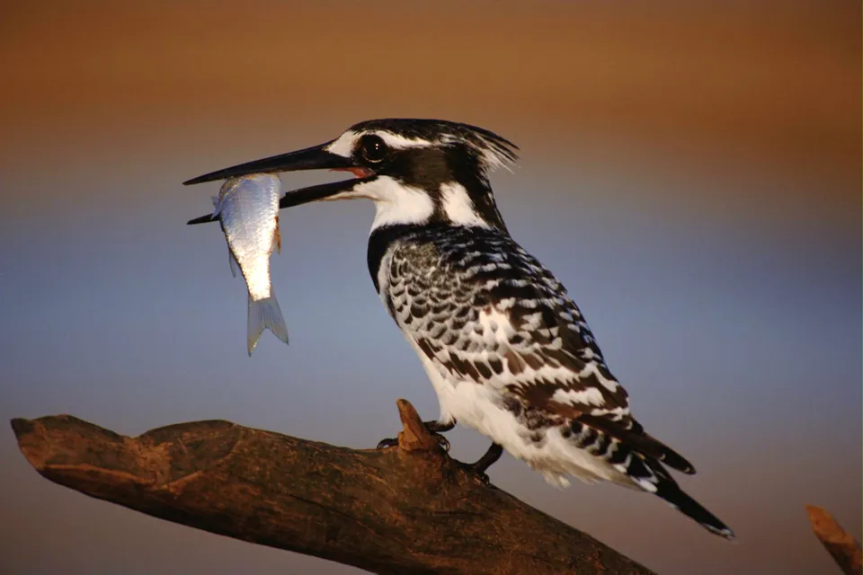A pied kingfisher bird with a fish in its beak sits on a branch against a blurred background.