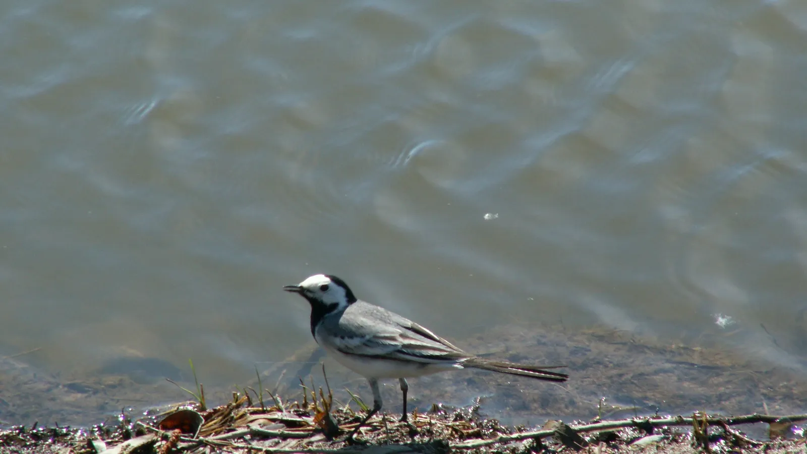 A pied wagtail bird stands on the muddy bank of a body of water.