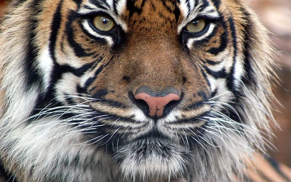 A detailed close-up of a tiger's face, focusing on its piercing eyes and distinctive striped pattern.