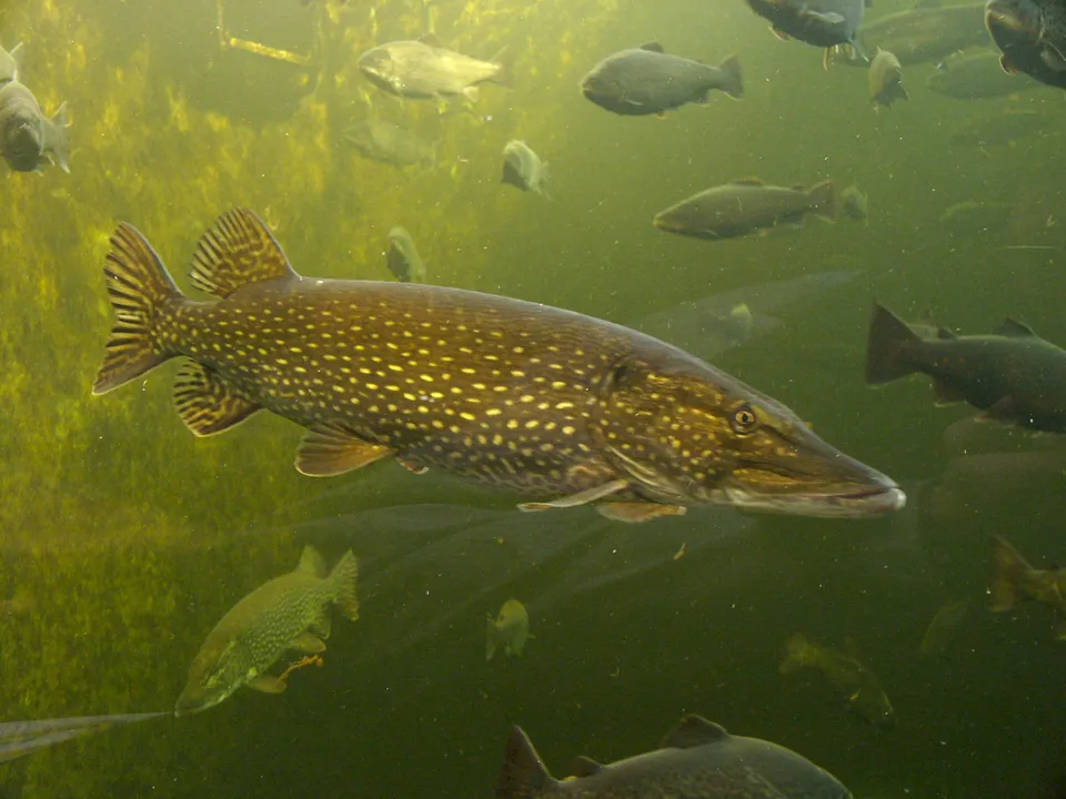 A large pike fish with yellow spots swims in murky green water, surrounded by other fish and aquatic plants.
