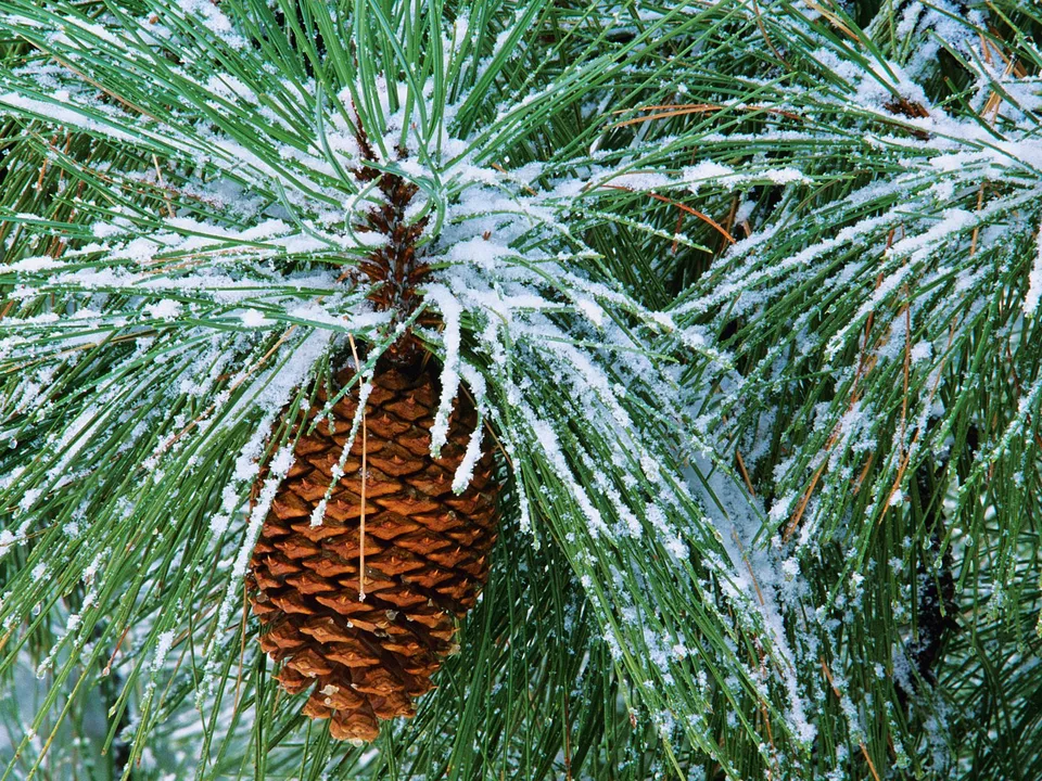A large pine cone hangs from a pine branch dusted with fresh snow.