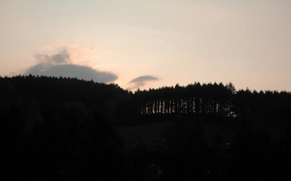 A dark silhouette of a pine forest against a pale, cloudy sky at dusk.