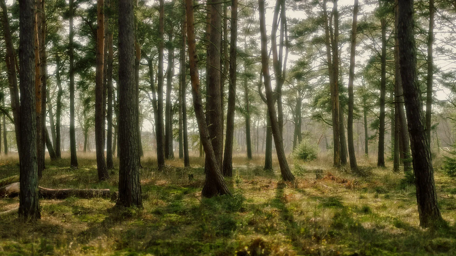 A dense pine forest with sunlight streaming through the tall trees and casting shadows on the mossy ground.