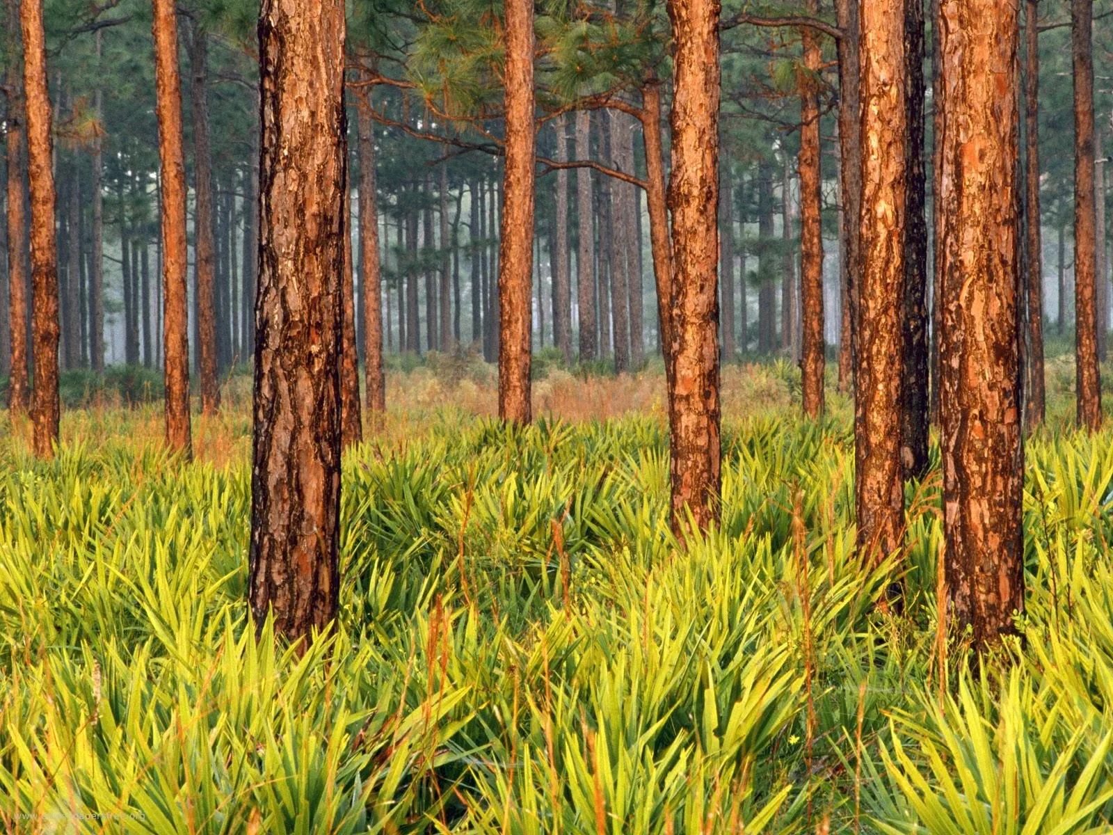 Tall pine trees with textured bark stand in a forest, with lush green grass covering the ground.