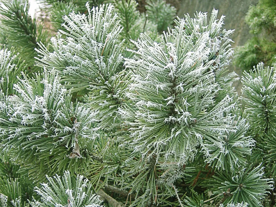 Pine needles heavily coated in delicate frost, creating an icy texture in winter.