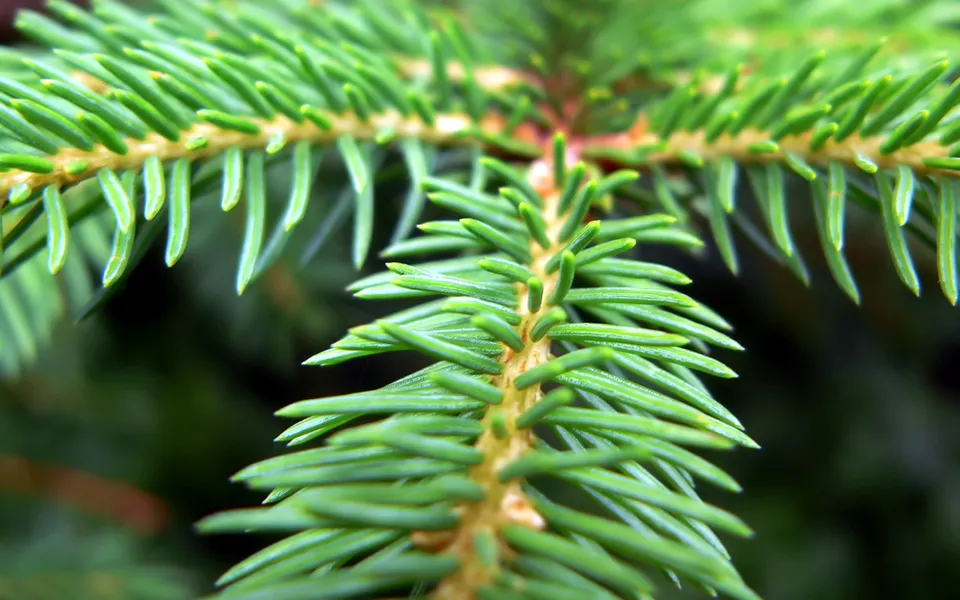 A macro shot of bright green pine needles on a branch, with a blurred dark green background.