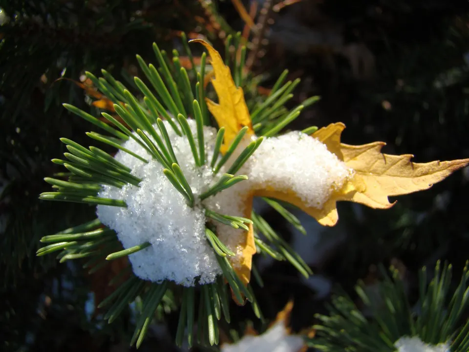 Close-up of pine needles with a dusting of snow and a yellow leaf.