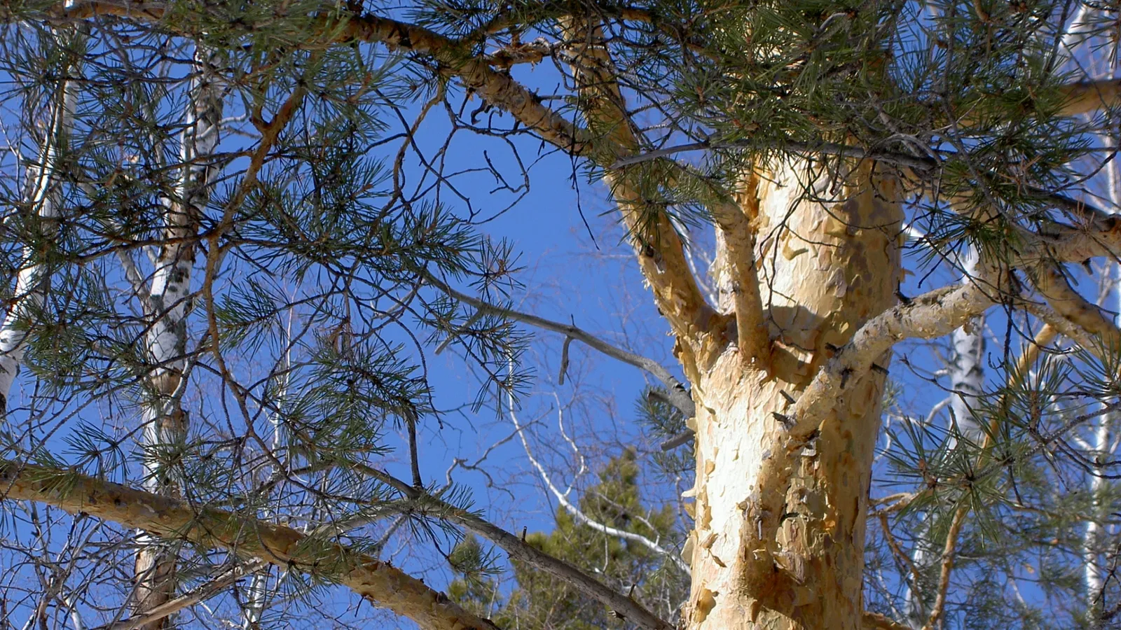 Close-up of textured pine tree bark with branches and needles against a bright blue sky.