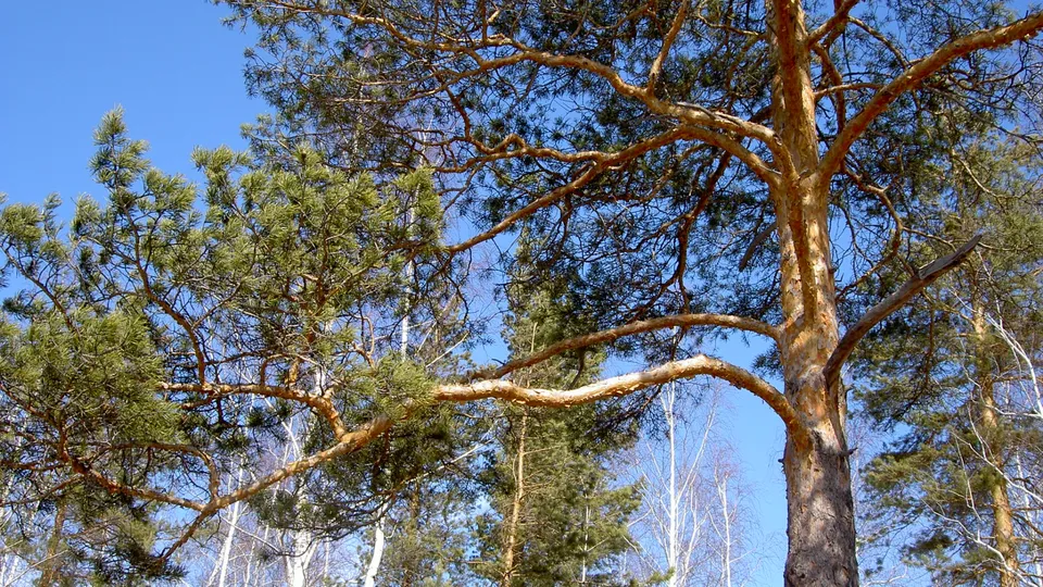 Close-up view of pine tree branches and needles against a bright blue sky.