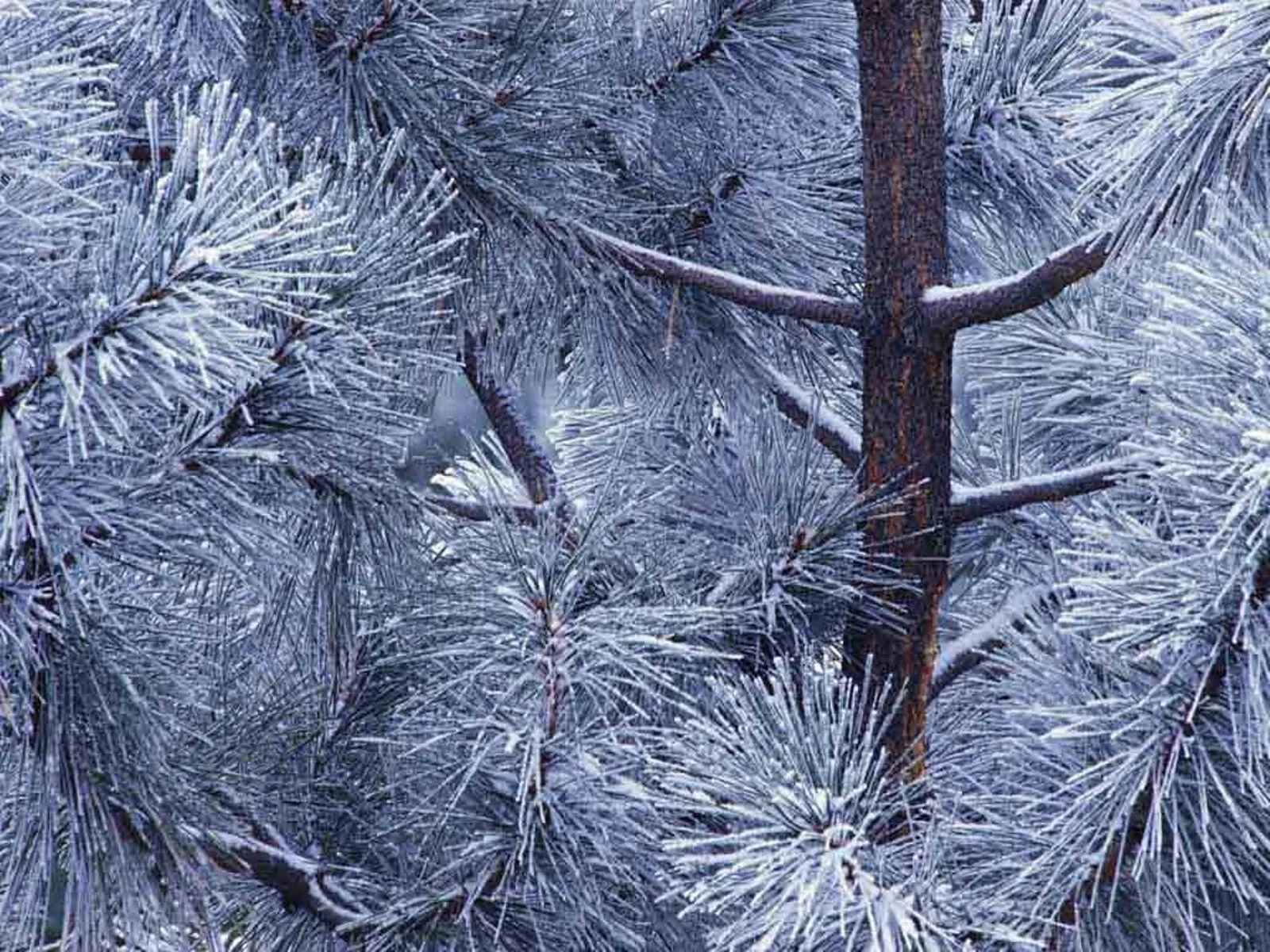 Pine tree branches covered in frost and a light dusting of snow in winter.