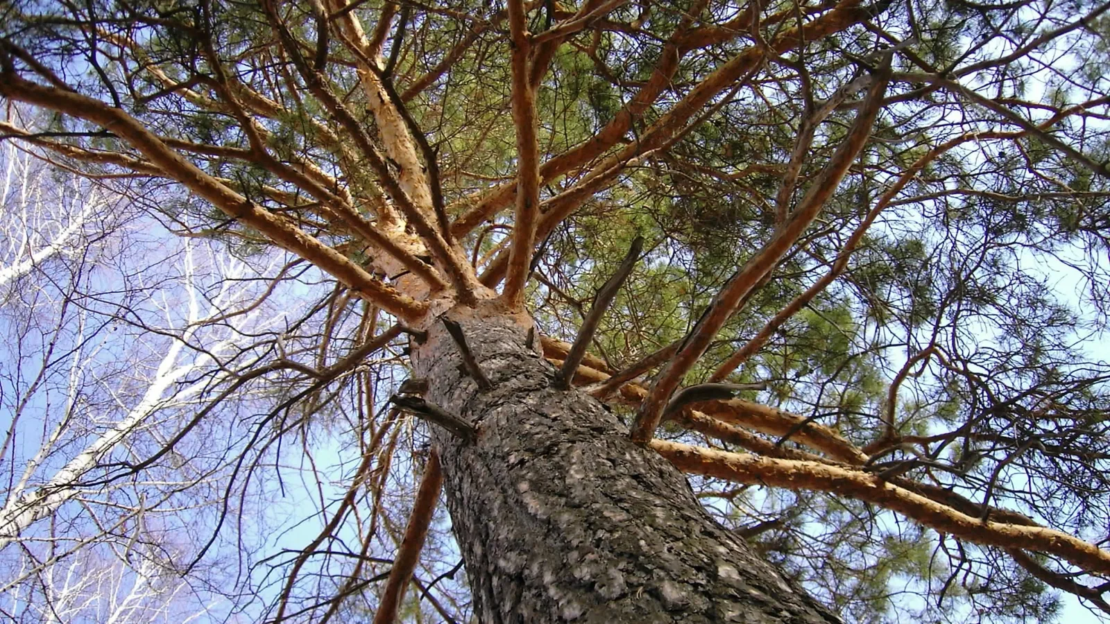A low-angle view looking up into the branches of a large pine tree against a clear blue sky.