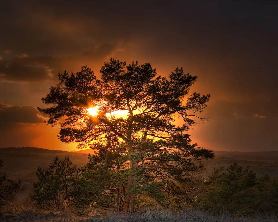A silhouette of a large pine tree with the sun setting behind it, casting golden rays through its branches.