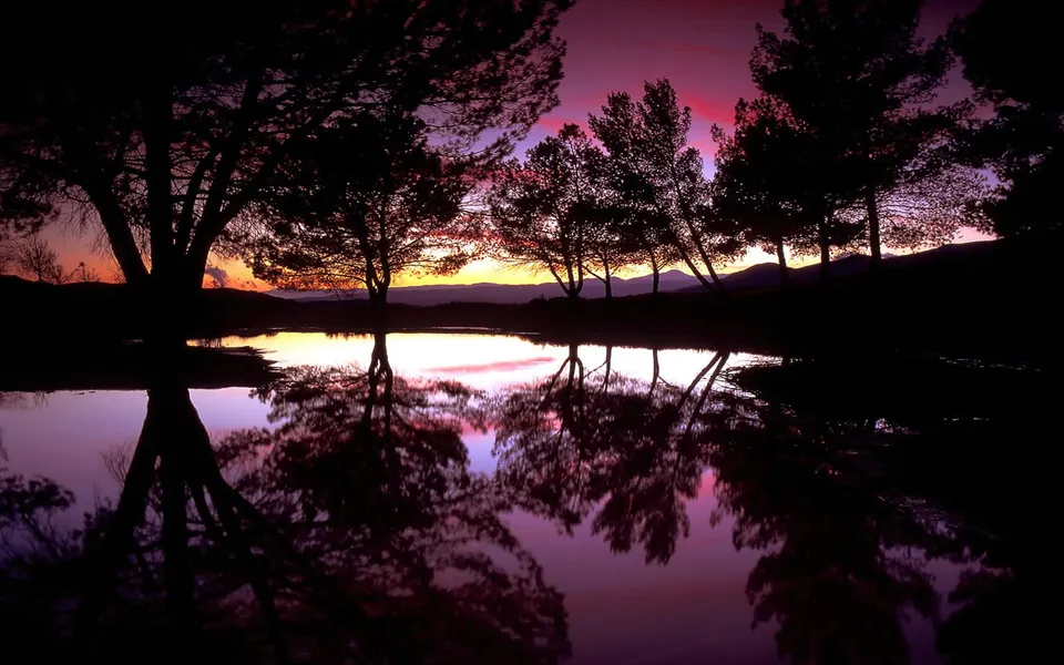 Silhouetted pine trees against a vibrant pink and orange sunset sky reflected in water.