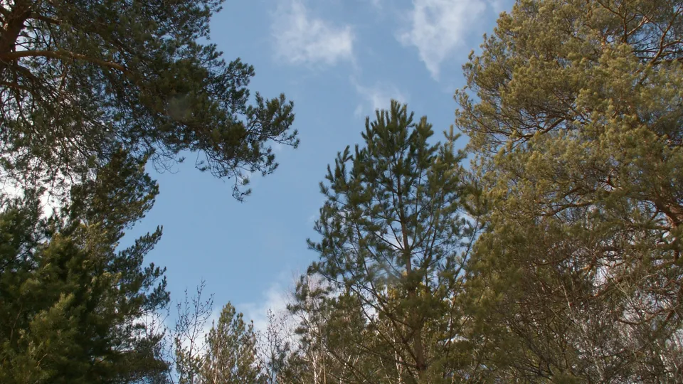 View from below looking up at the canopy of pine trees against a blue sky with scattered white clouds.