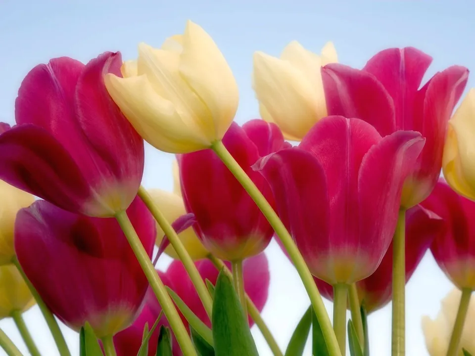 Close-up of bright pink and yellow tulips against a soft blue sky.
