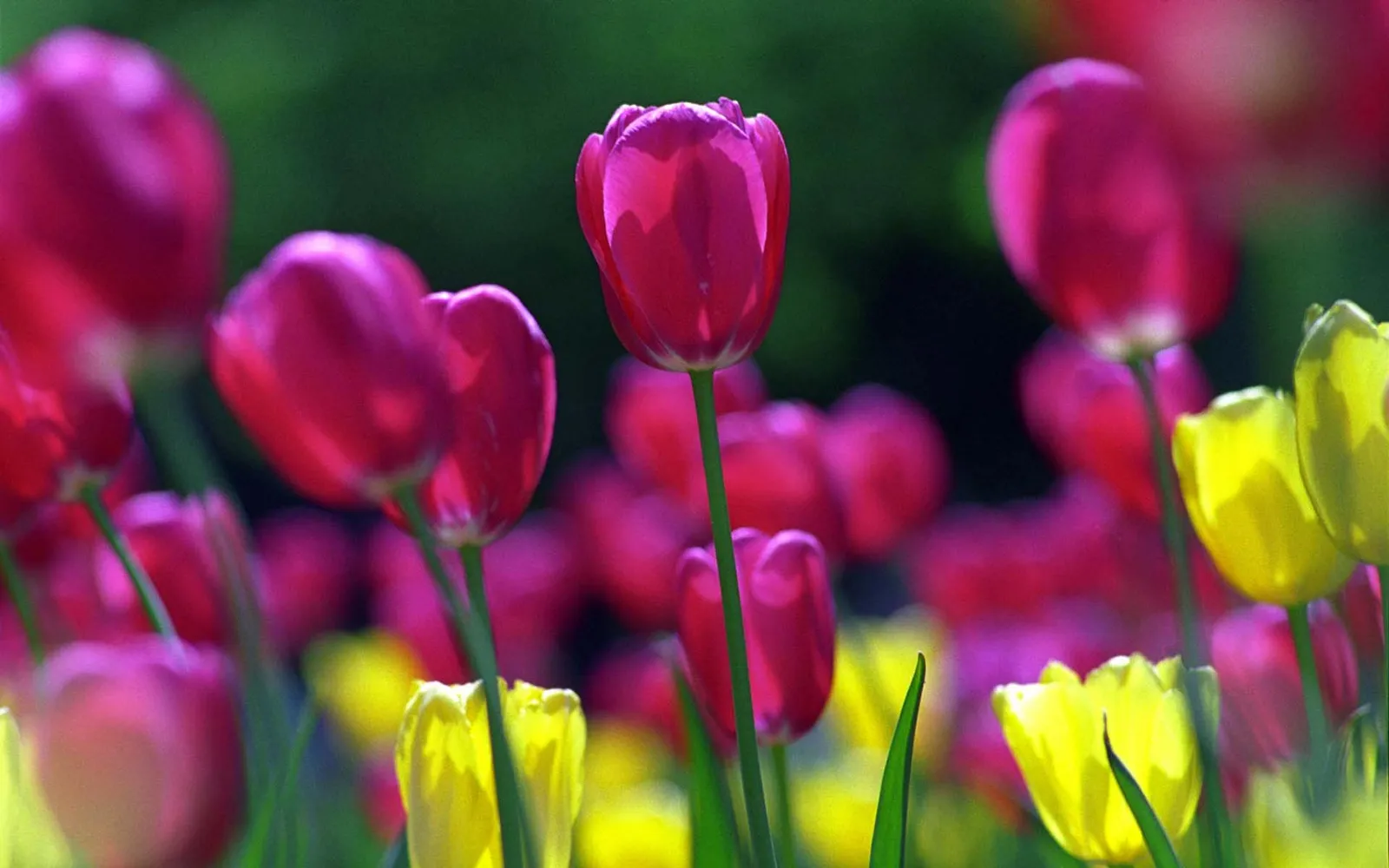 Close-up of bright pink and yellow tulips with a blurred green background.