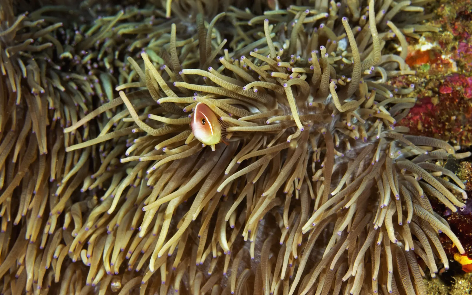 A single pink anemonefish peeks from a cluster of brown anemone tentacles.