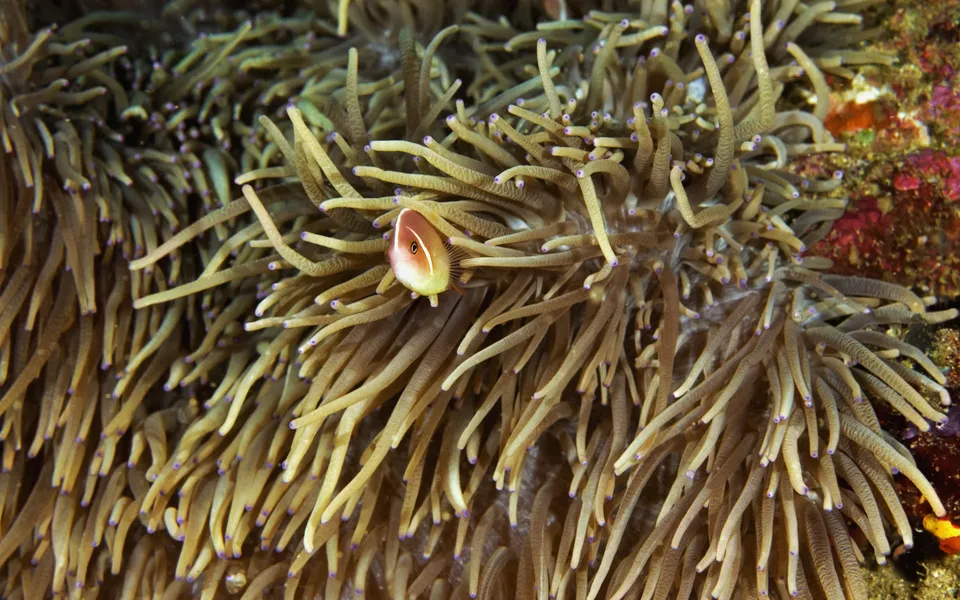 A single pink anemonefish peeks from a cluster of brown anemone tentacles.