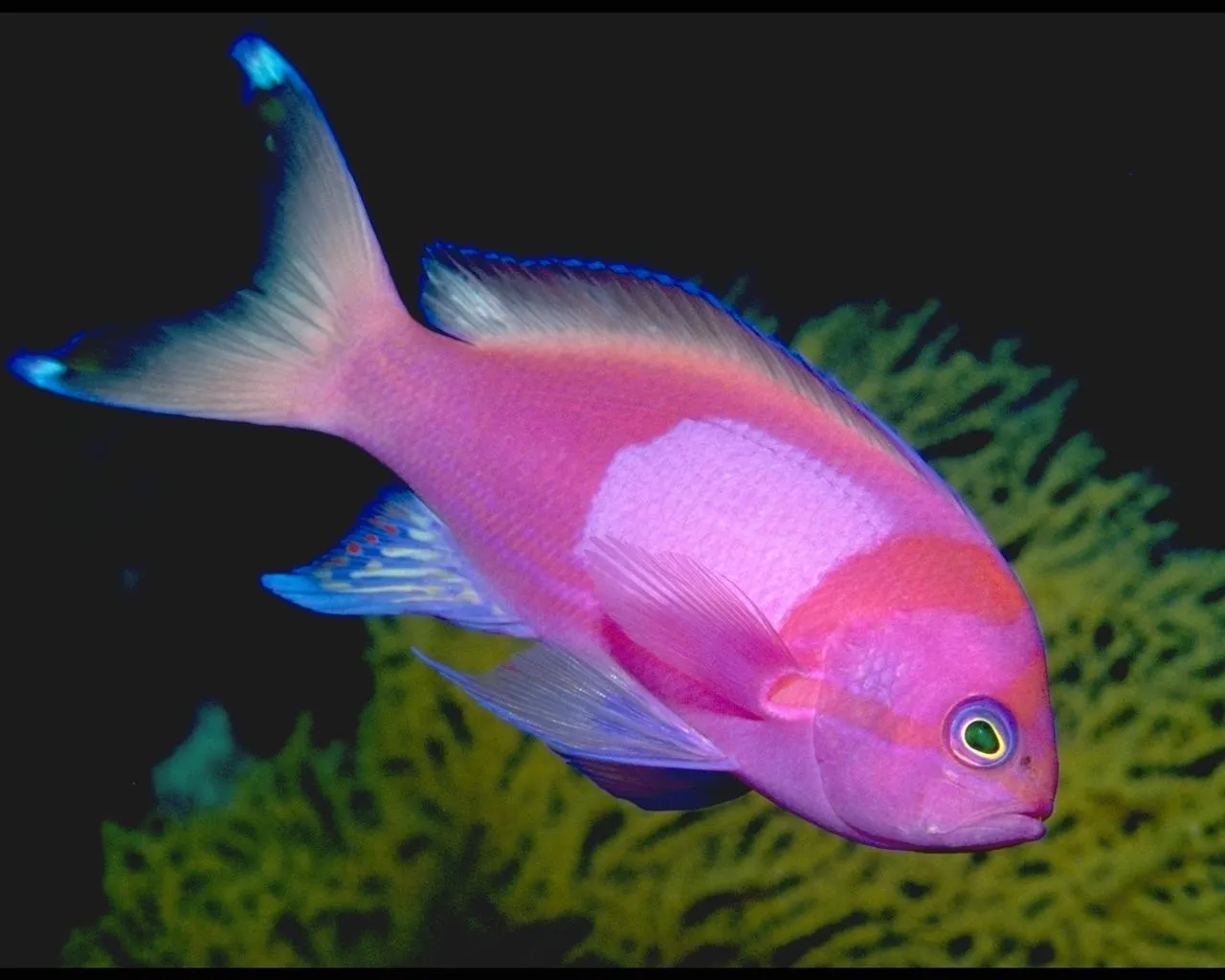 A bright pink Anthias fish with blue fins swims in front of green coral against a dark background.