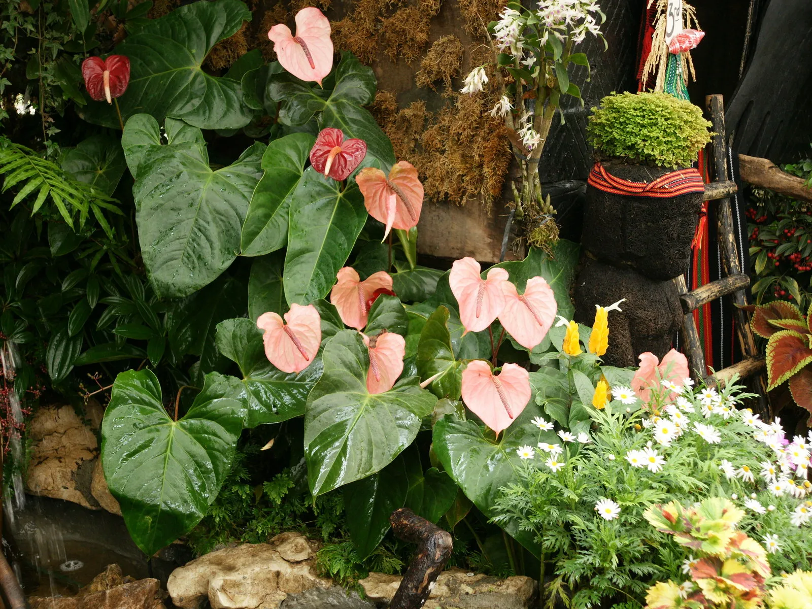 Pink anthurium flowers displayed with daisies and a decorative element.