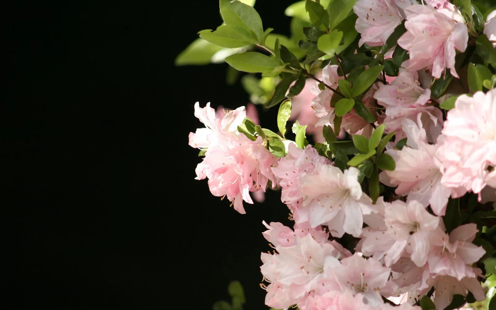 Close-up of delicate pink azalea flowers and green leaves against a dark, out-of-focus background.