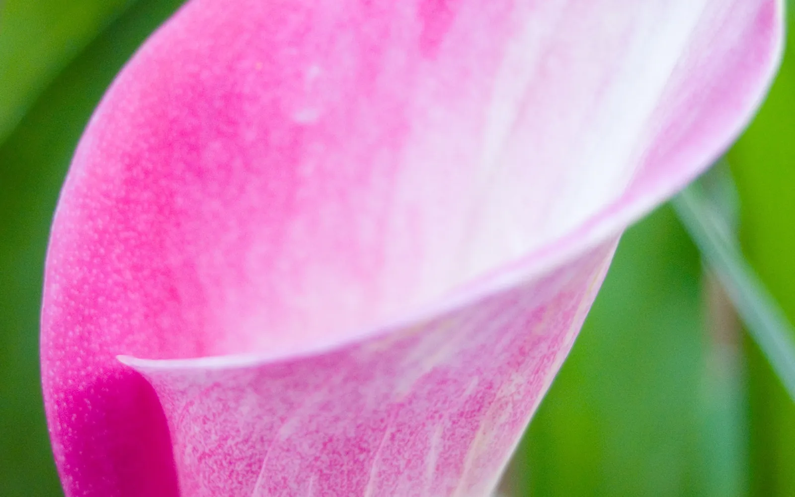 A close-up view of a vibrant pink calla lily petal with subtle white markings and a blurred green background.