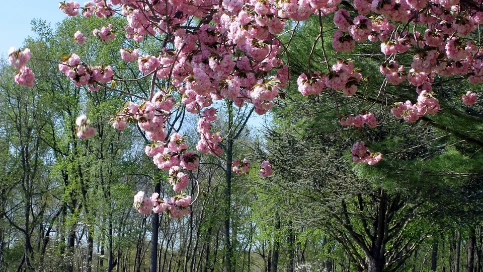 Close-up of delicate pink cherry blossoms hanging from branches, with a backdrop of green trees and a blue sky.