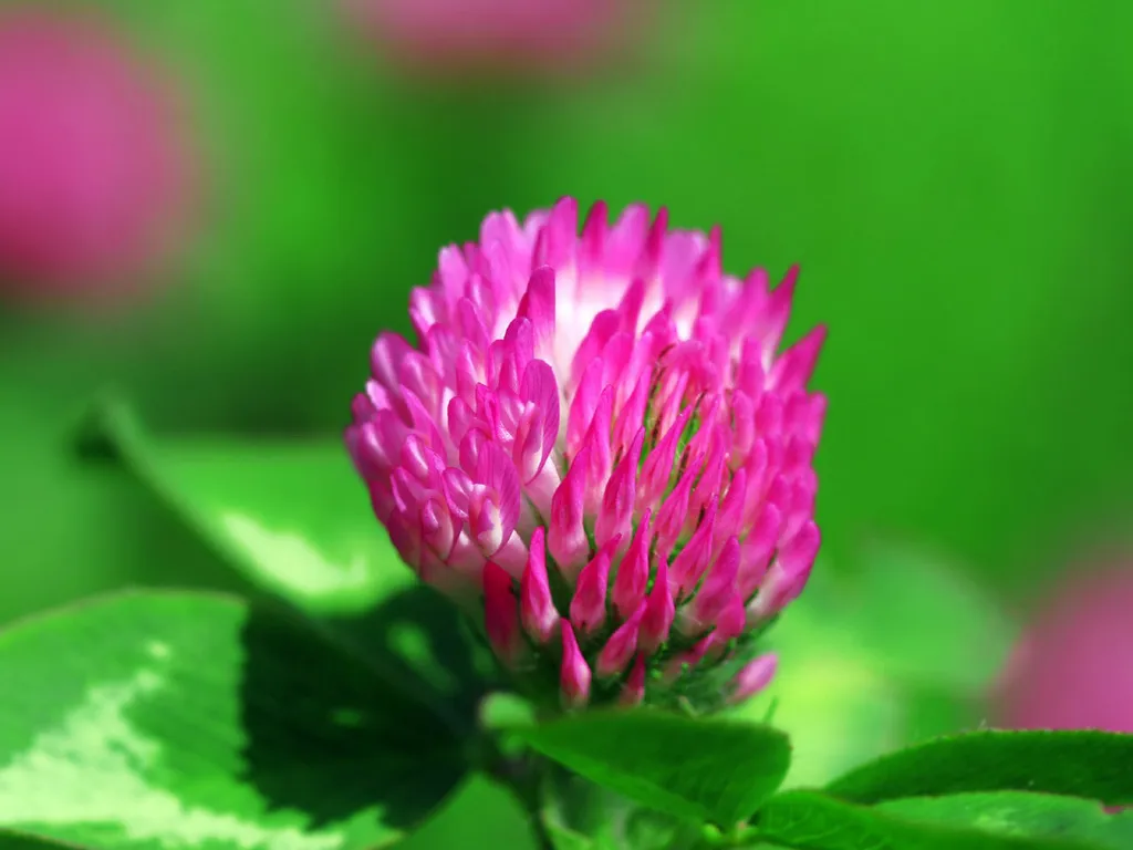 A close-up of a bright pink clover flower with green leaves in the background.
